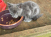 Farm reared kittens (ANGLESEY)