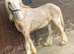 Mini gypsy cob passported