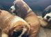 READY Now! Beautiful baby Saint Bernards