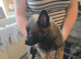 Belgian malinois