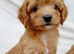 Cavapoo puppies