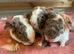 Beautiful Baby teddy Guinea pigs