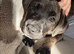 Staffie x Plott hound