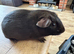 Beautiful baby Guinea Pigs