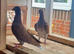 Mueleman racing pigeon for sale