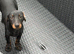 Daisy the dachshund