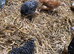 Happy, healthy, 7 week old pullets.