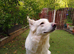 Straight back Long coat health tested German Shepherd puppies &pound;750