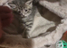 Beautiful kittens