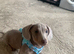 Miniature dachshund -reduced 700