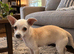 Female chihuahua