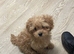 5 stunning tiny half Korean babies