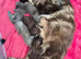Maine coon pedigree kittens