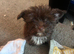 2 x Female puppies from a litter of 6 left