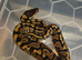 Baby ball pythons