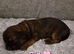 Beautiful shorkie puppies (Shih-tzu x Yorkshire terrier)- family raised