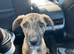 Female puppy lurcher