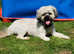 Shihpoo