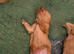 Stocky Red Labs