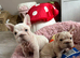French bulldog puppies ready now!
