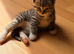 Two little tabby kitten for sale
