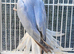 Beautiful Rare Opaline Cleartail Mutation Baby Ringneck
