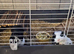 2 female guinea pigs and the complete set up for them