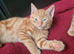 2 ginger kittens