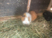 Adult male guinea pigs