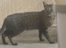 Savannah x kittens