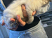 Baby ragdoll
