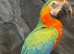 Stunning HandReared Super Tame Cuddly Talking Harlequin Macaw Parrot,5