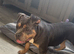 Chocolate tri pocket bully