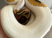 Male pied royal python
