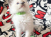 Ragdoll kittens