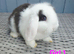 Baby Mini lops