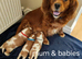 , adorable, health tested k.C registered Cavaliers