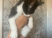 Need to rehome few cats and kittens