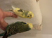4 budgies and cage