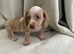 Miniature Dachunds