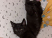 Kitten looking for a home..
