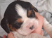 Tricolour pups 2 boys still available