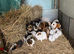 Baby Guinea pigs available now