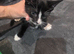 6 little kittens