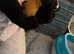 2 boar guinea pigs