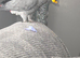 6 year old African grey parrot