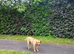 Lovely chunky labrador girl