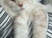 Stunning tica registered full pedigree mainecoon kittens both parents fully health tested