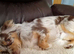 Long haired Choc Merle BOY, Thai dad...