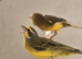 Green singer finch
